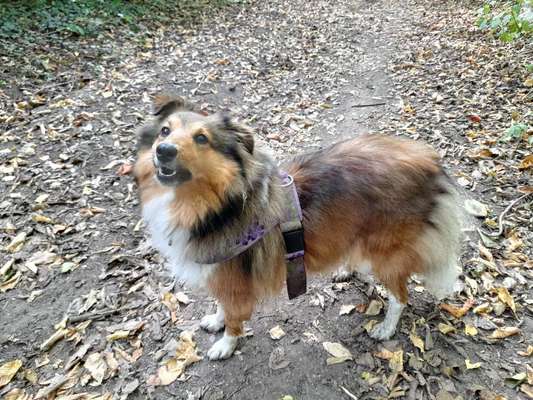 Shelties-Beitrag-Bild