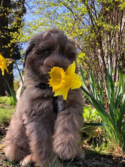 Challenge 23 : "  Euer Hund beim Frühlingserwachen "-Beitrag-Bild