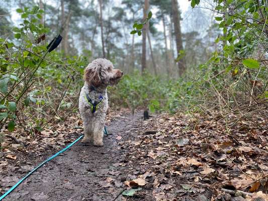 Hundeauslaufgebiet-Metelener Heide-Bild