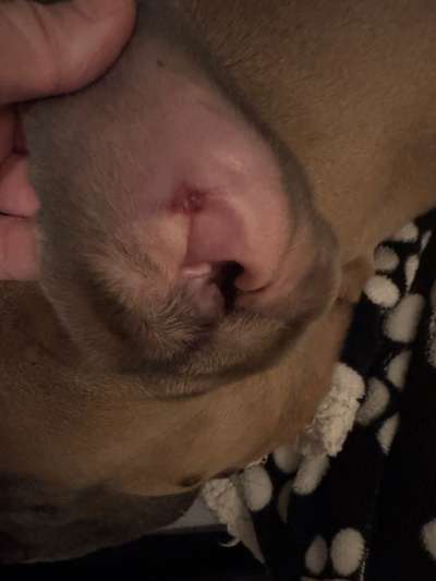 Leichte Entzündung am Ohr Innen. Welche salbe?-Beitrag-Bild