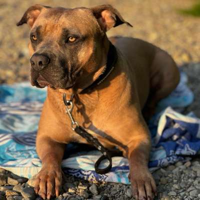 Hundetreffen-Spazieren gehen.-Profilbild