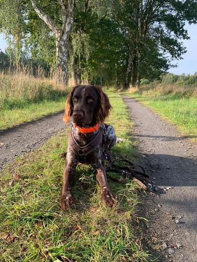 Hundetreffen-Training Junghunde-Bild