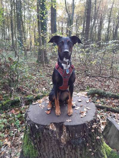 Hundetreffen-Sozial  Walk / Spazierengehen-Bild