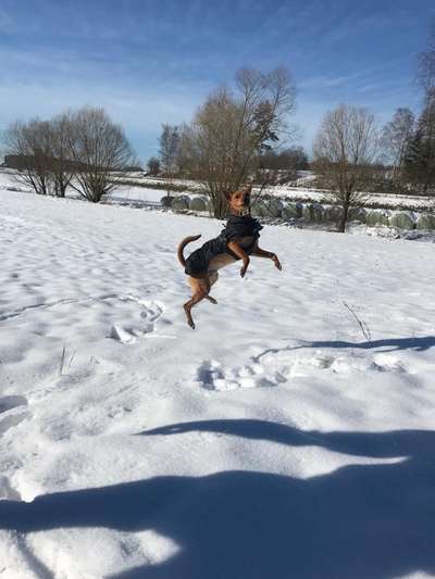 Fotochallenge 66 ~ Rennaction -Zeig deinen Hund im Lauf-Beitrag-Bild