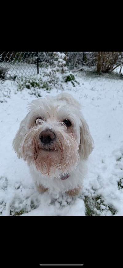 Havaneser dabei?:)-Beitrag-Bild