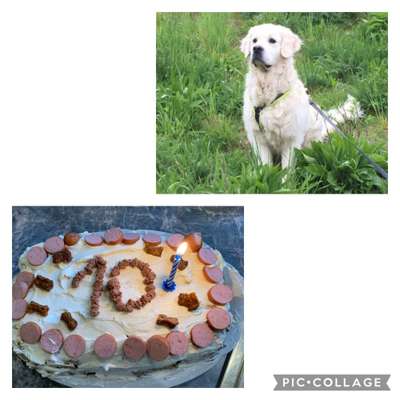 Wo sind die Golden Retriever Liebhaber?-Beitrag-Bild