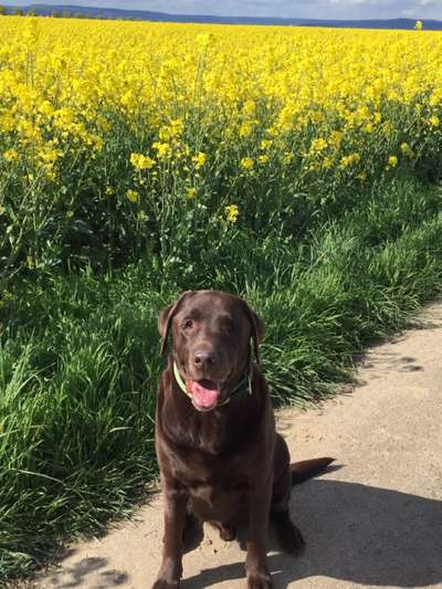 Wo sind meine Labrador Freunde-Beitrag-Bild