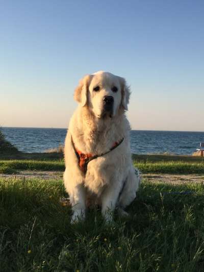 Foto's und Hundemodels-Beitrag-Bild