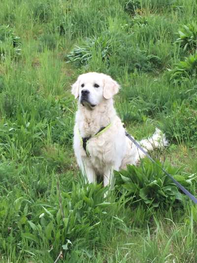 Die Dogorama Kalender Challenge Titelbild-Beitrag-Bild