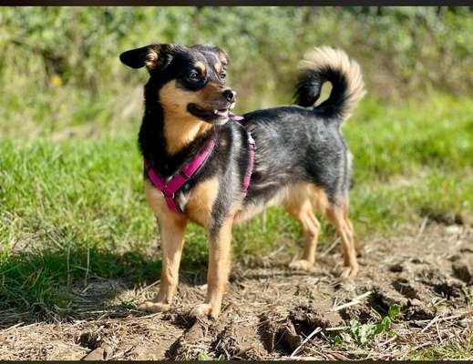 Mischlingshunde Foto Aufruf-Beitrag-Bild