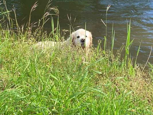 5. Hund im hohen Gras-Beitrag-Bild