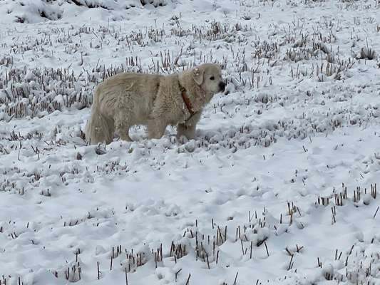 Wo sind die Golden Retriever Liebhaber?-Beitrag-Bild