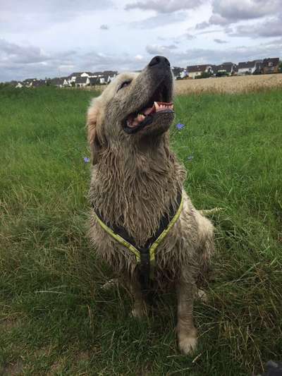 Wo sind die Golden Retriever Liebhaber?-Beitrag-Bild