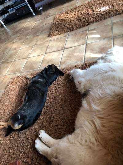 Die Dogorama Wochen Challenge "Friends will be Friends"-Beitrag-Bild