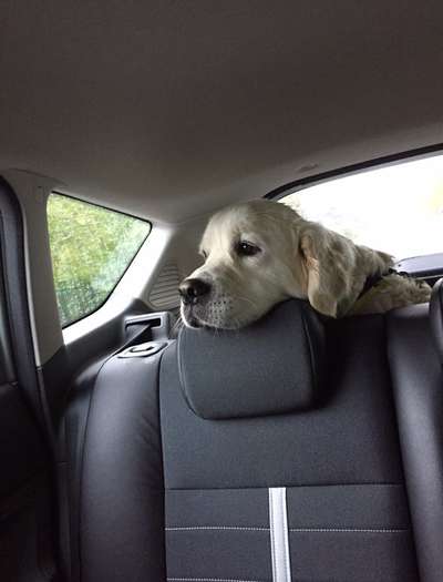 Die Dogorama Wochen Challenge-Beitrag-Bild