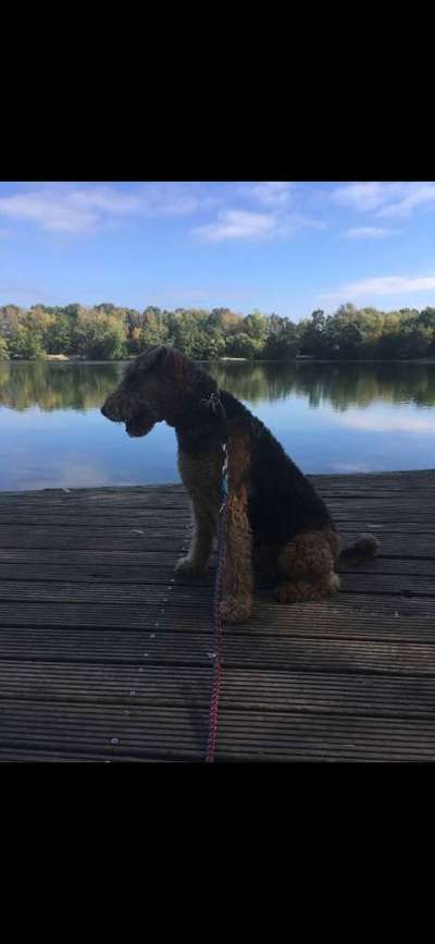 Dogorama Photo Challenge - Pfützen & Spiegelungen-Beitrag-Bild