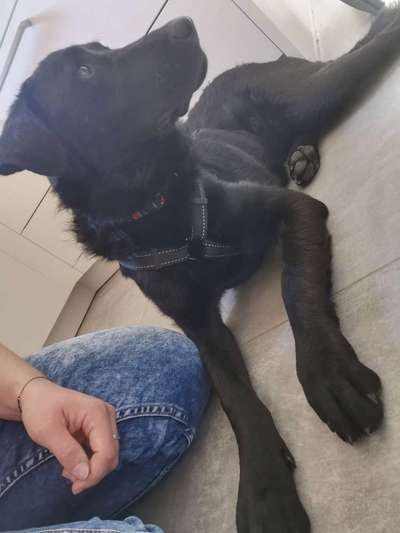 Austausch und Bilder unserer Schäferhund-Labrador mischlinge-Beitrag-Bild