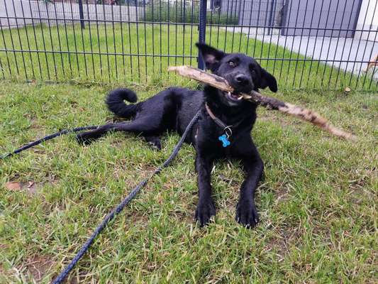 Deutsche Schäferhunde, Belgische Schäferhunde.-Beitrag-Bild