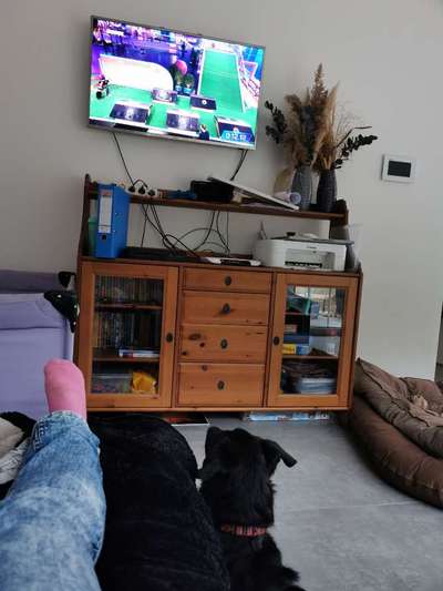 Top Dog-der Live Ticker Thread-Beitrag-Bild