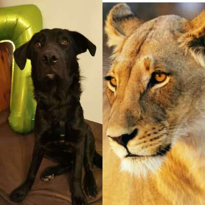 Wie heißt dein Hund?-Beitrag-Bild