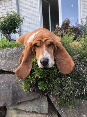 Bernhardiner oder Basset Hound-Beitrag-Bild