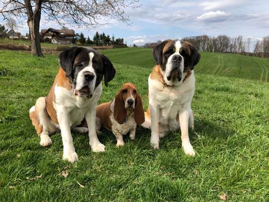 Zeigt mal die schönsten Bilder von euren Hunden !-Beitrag-Bild