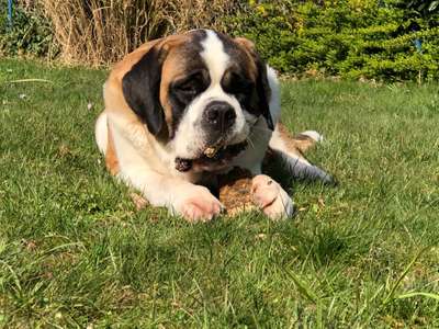 Bernhardiner oder Basset Hound-Beitrag-Bild