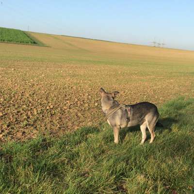 Hundetreffen-Leingartens Hunde!-Bild