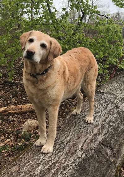 Labradorfans-Beitrag-Bild