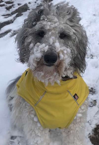 Winteroutfit für Hunde, yey or nej-Beitrag-Bild