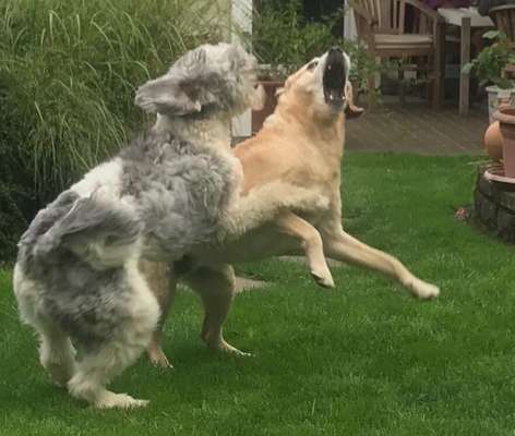 Lustigsten Grimassen von euren Hunden-Beitrag-Bild