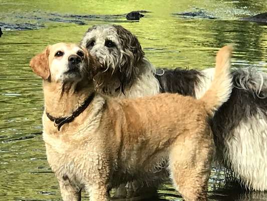 Dogorama-Monats-Challenge-Mai "Wasser"-Beitrag-Bild