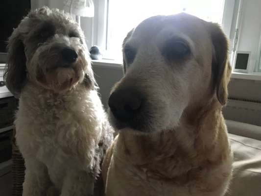 Bester Freund, Hundekumpel - zeigt her!-Beitrag-Bild