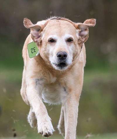 Zeigt mal die schönsten Bilder von euren Hunden !-Beitrag-Bild