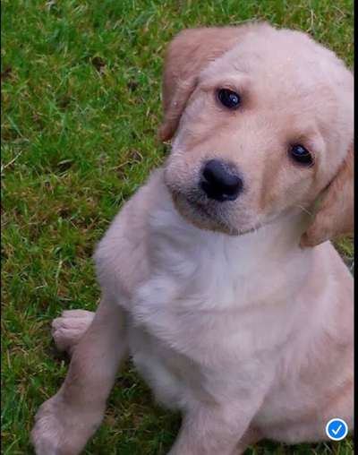 Dogorama-Monats-Challenge-Mai "Wasser"-Beitrag-Bild