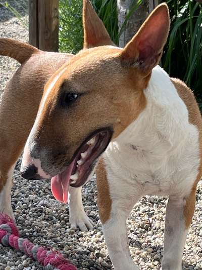 Miniatur Bullterrier-Beitrag-Bild