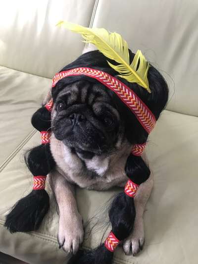 Zeige das lustigste Bild eures Hundis-Beitrag-Bild