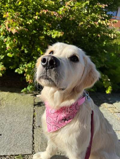 Hundetreffen-Spiel- oder Gassirunde gesucht für unseren aufgeweckten Junghund (6 Monate) 🐶-Bild