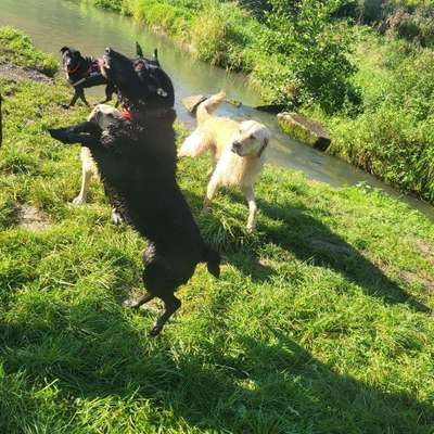 Giftköder-Social - Dog - Walk-Bild