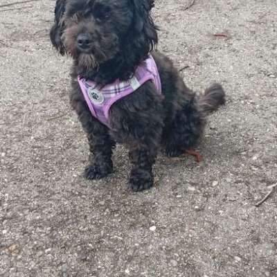 Hundetreffen-Klein Hund Treff-Bild