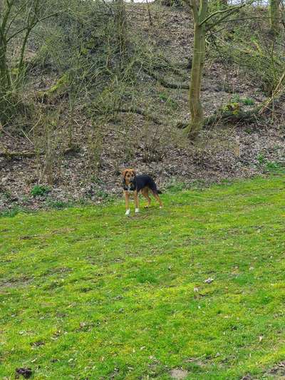 Wie hat sich Euer Problemhund entwickelt-Damals und Jetzt-Beitrag-Bild