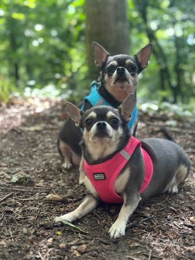 Hundetreffen-Kleine Hunde treffen?-Bild