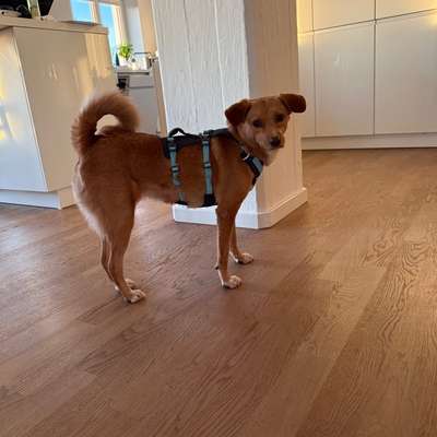 Hundetreffen-Spielfreund gesucht-Bild