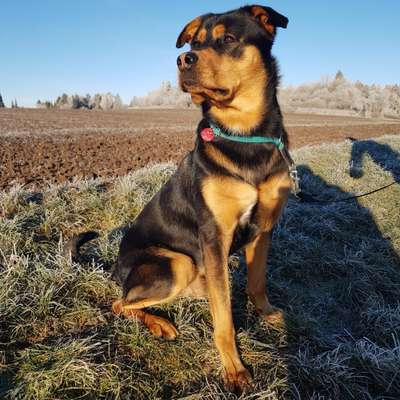 Hundetreffen-Hundekumpel für gemeinsame Spaziergänge gesucht-Bild