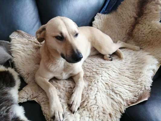 Labradorfans-Beitrag-Bild