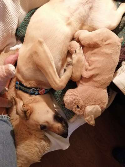 Der Lieblingsplüschi eures Vierbeiners-Beitrag-Bild