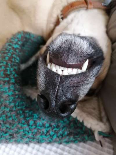 Mischlingshunde Foto Aufruf-Beitrag-Bild