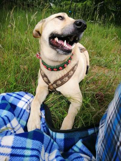 Labradorfans-Beitrag-Bild