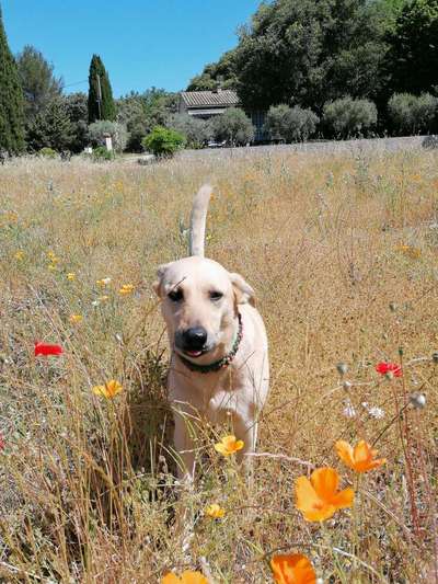 Labradorfans-Beitrag-Bild