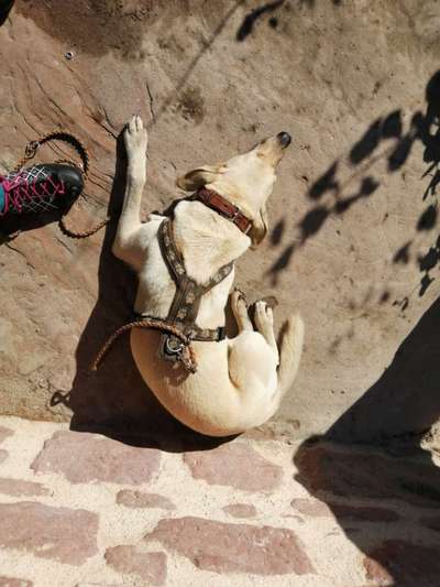 Dogorama Photo Challenge - Gassipause-Beitrag-Bild